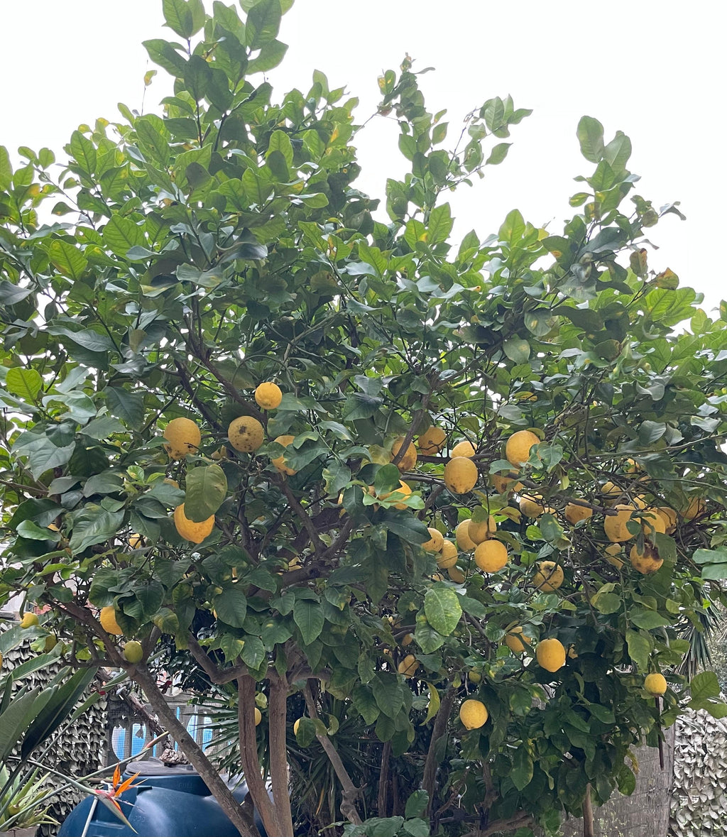 Limoni Sardi 100% naturali, produzione propria