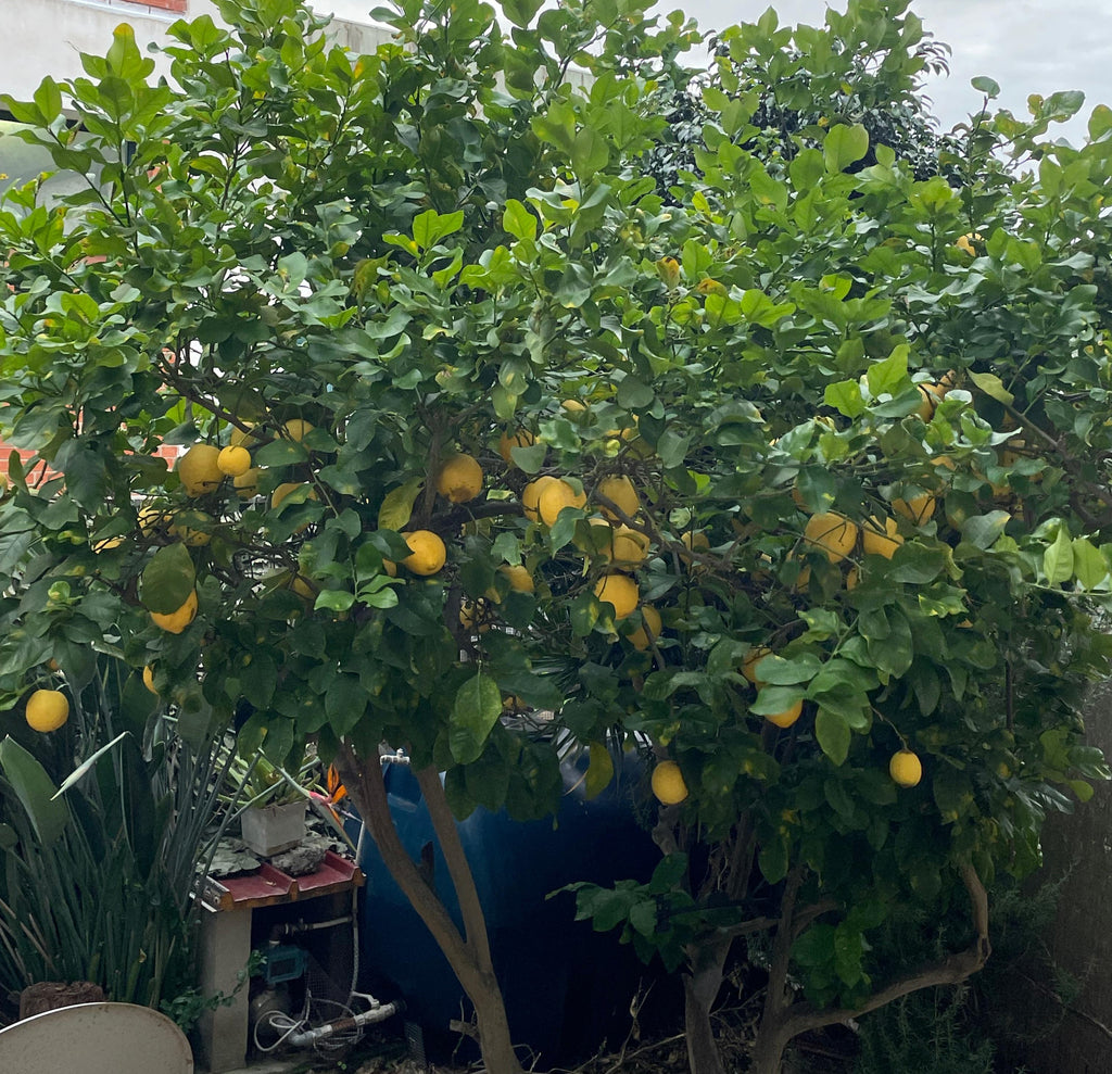 Limoni Sardi 100% naturali, produzione propria