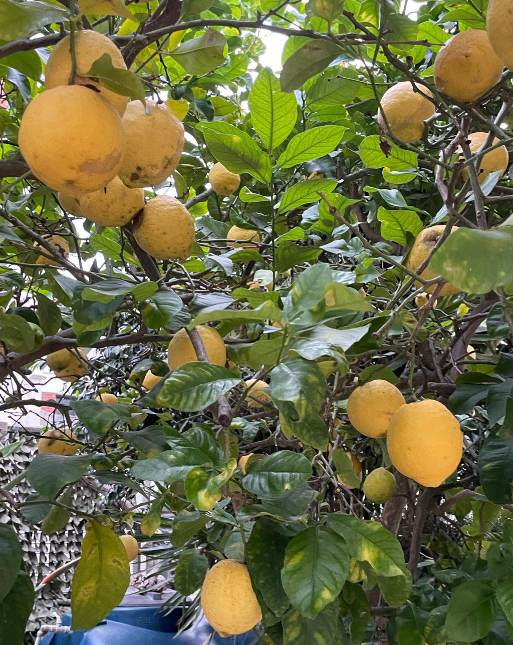 Limoni Sardi 100% naturali, produzione propria